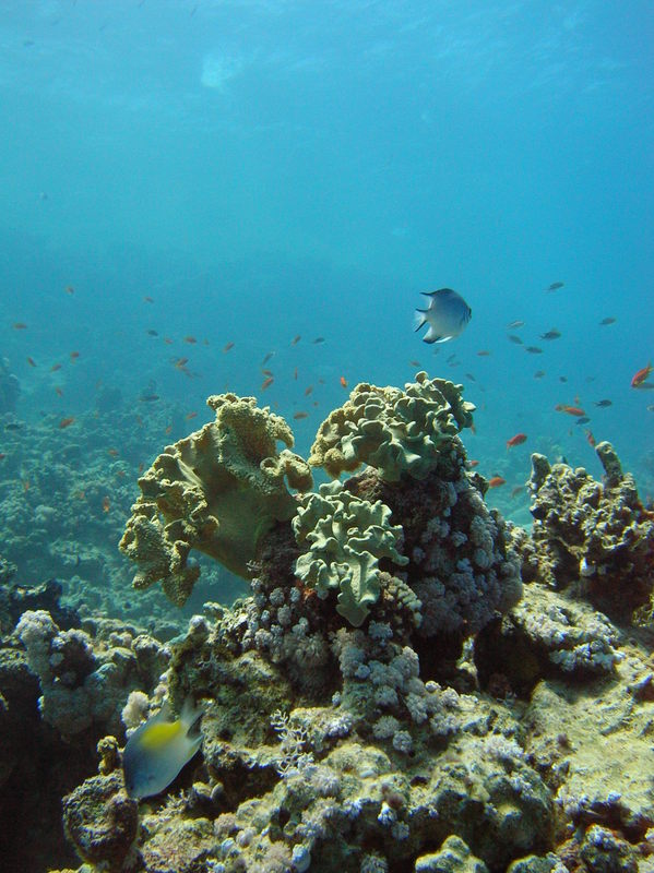 red sea_057.jpg